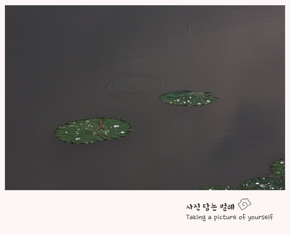 CE3A8444 resize.jpg : 나비효과