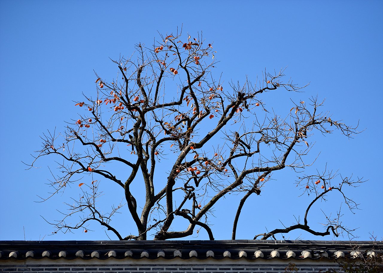 _DSC3528.jpg : 창경궁의 가을-까치밥