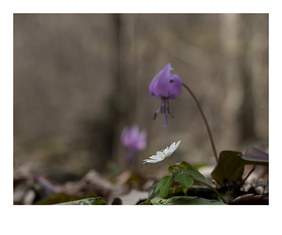 LMJ_4983 @.jpg : 속삭임