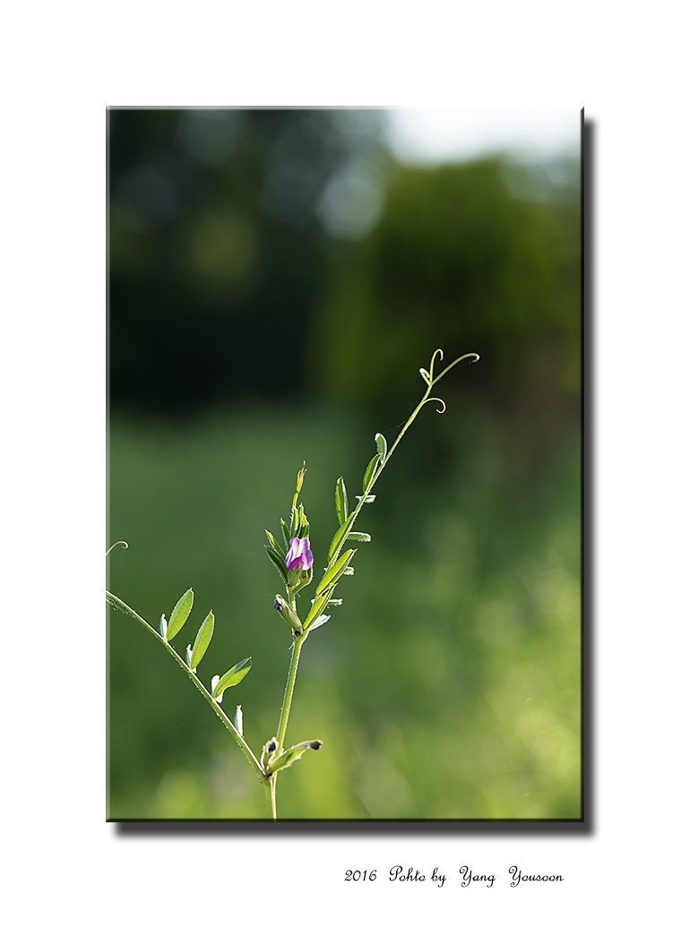 DSC_5634-11.jpg : 살갈퀴