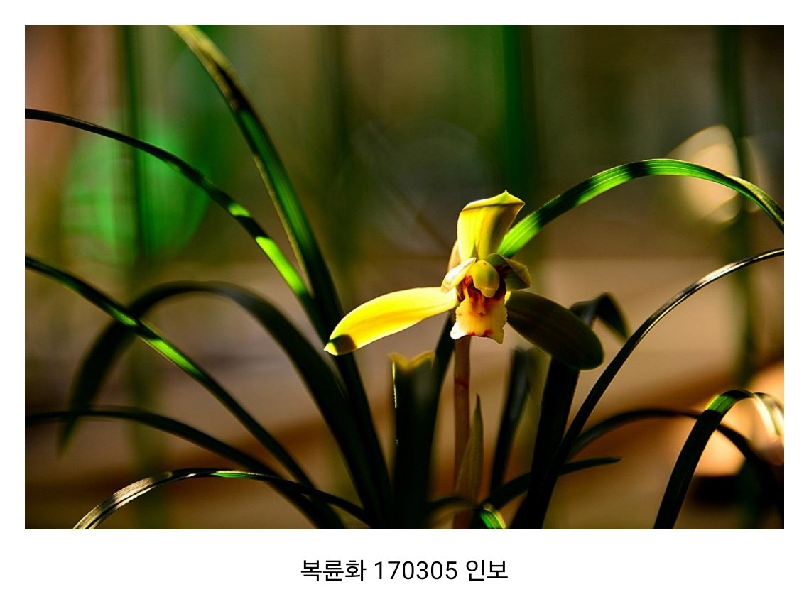 IMG_20170306_110215.jpg : 춘란 개화