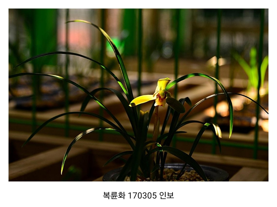 IMG_20170306_110253.jpg : 춘란 개화