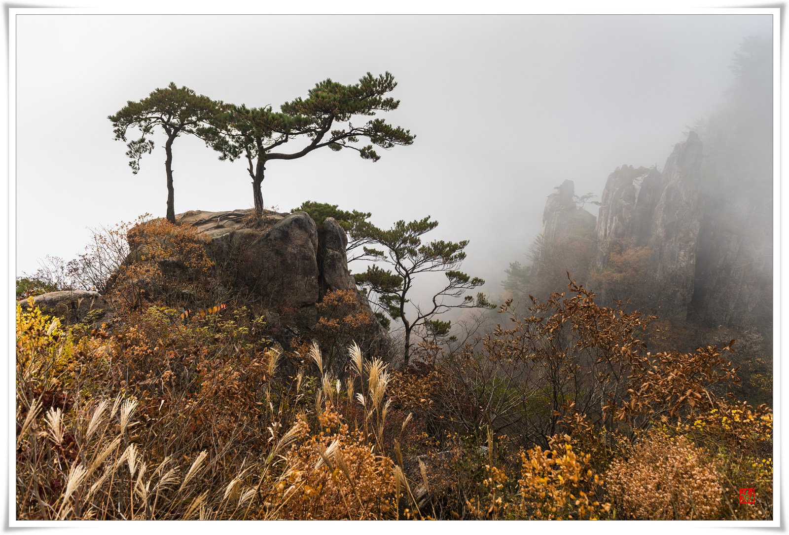 D81_0459-1s.jpg : 부부송