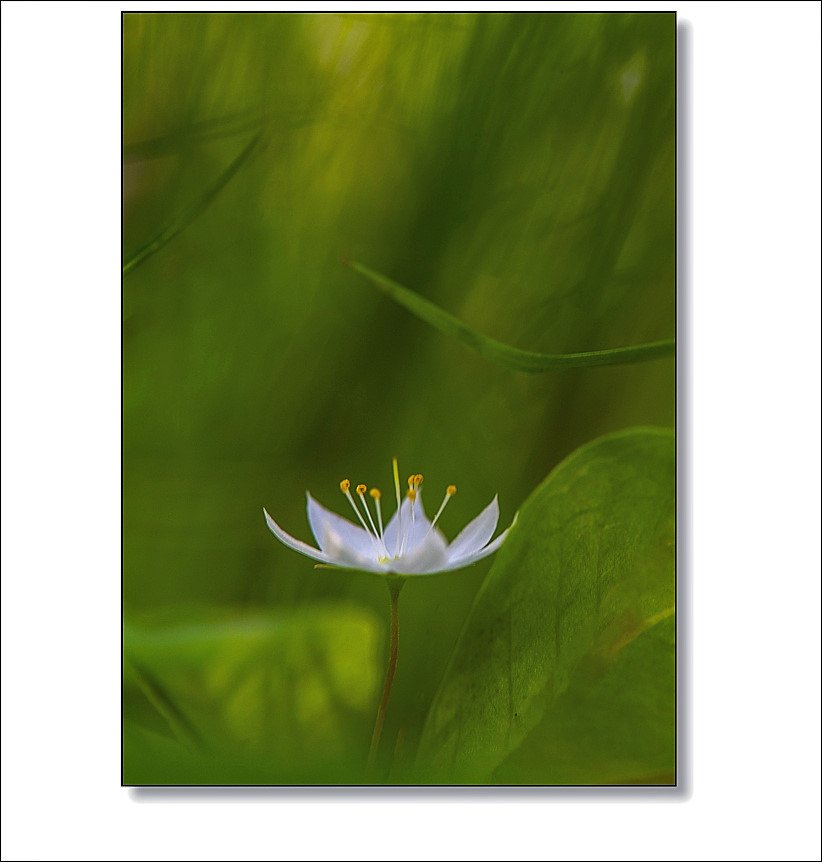 DSC_4728.jpg : 야생화 : 참기생꽃