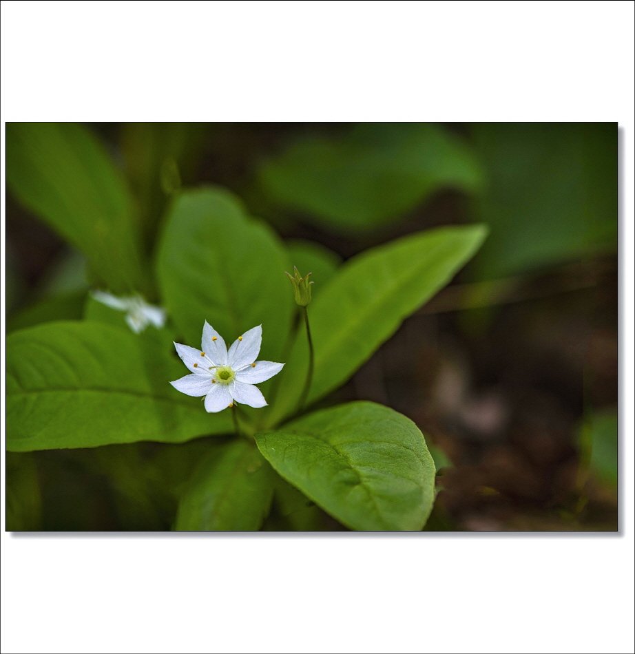 [R]DSC_4730.jpg : 야생화 : 참기생꽃