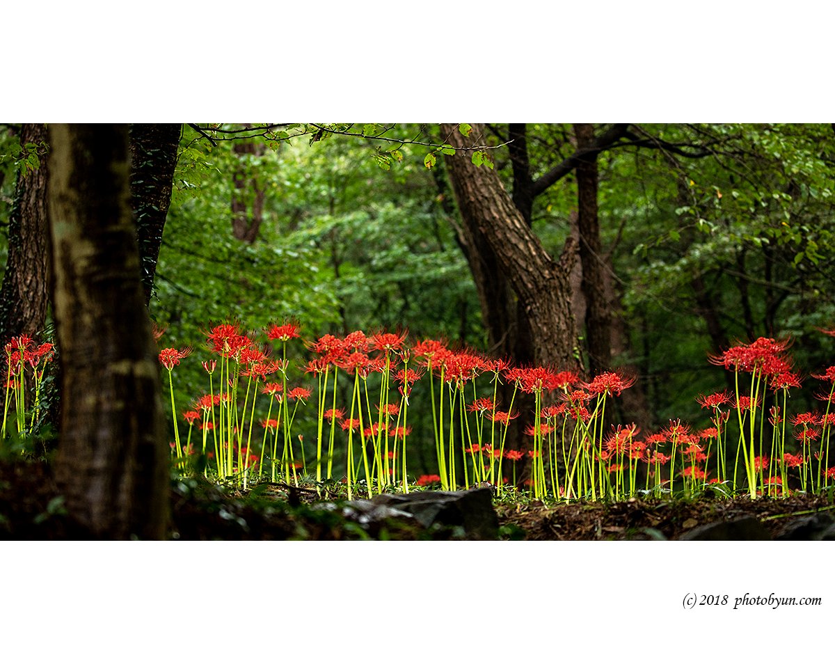 649A0370-편집.jpg : 불갑사 꽃무릇