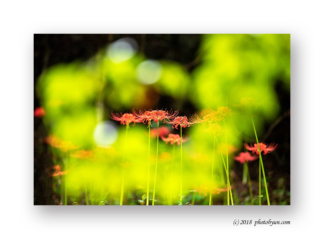 649A9978-편집.jpg : 불갑사 꽃무릇