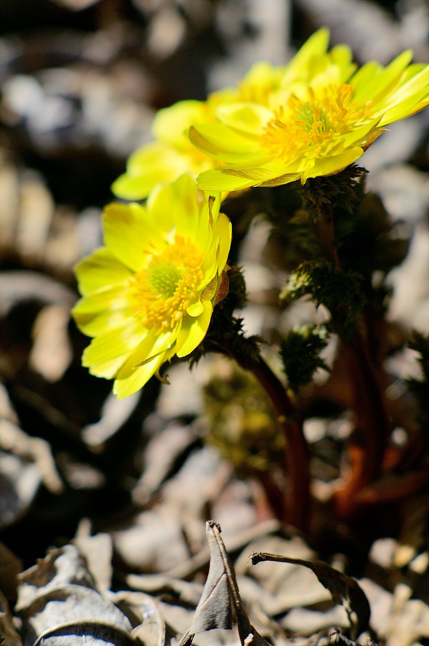 _DSC2340.jpg : 물향기 복수초