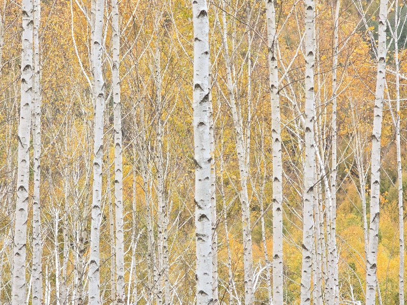 20241101_125533.jpg : 원대리2