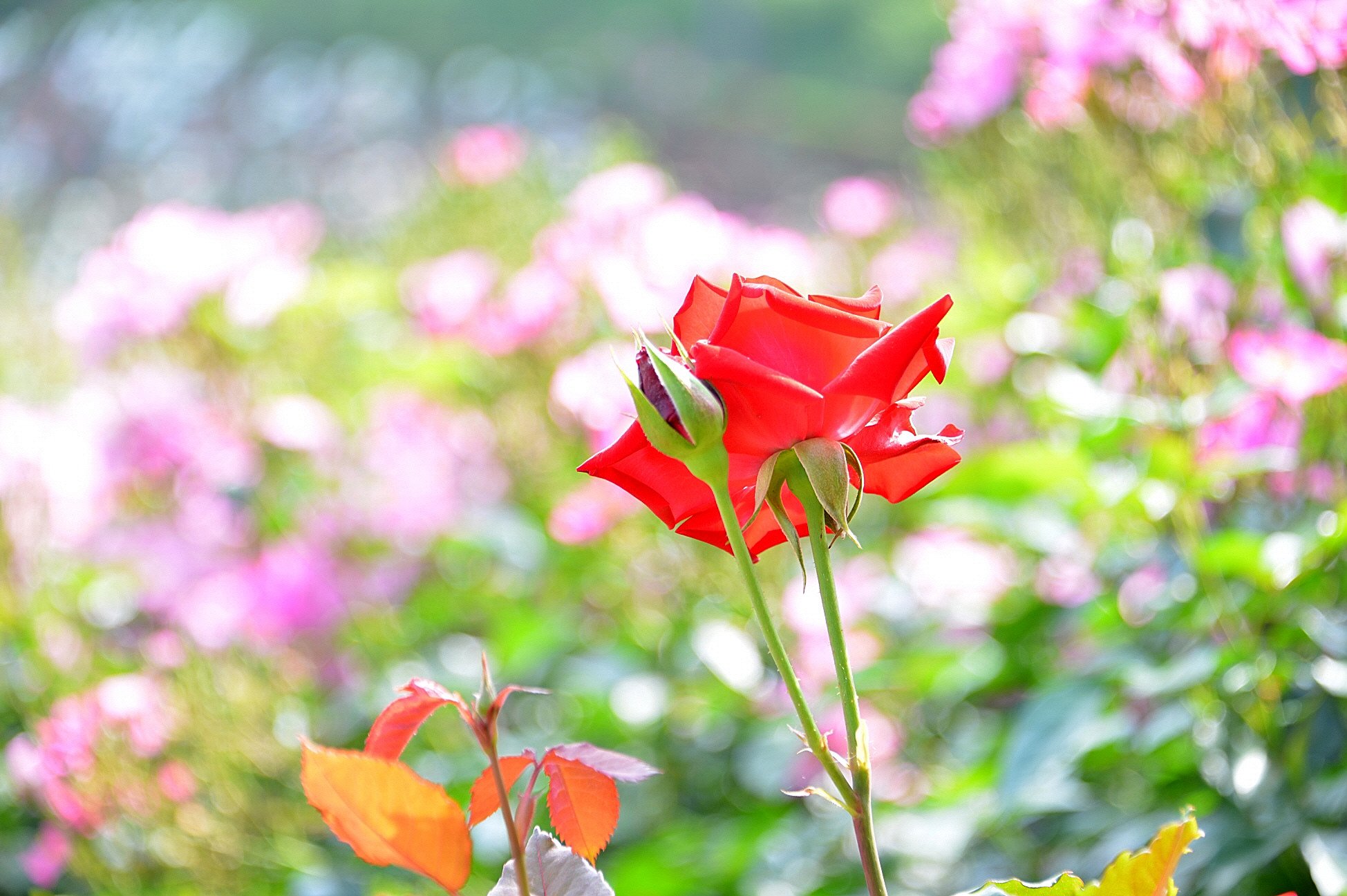 DSC_1429.JPG : 백만송이장미원