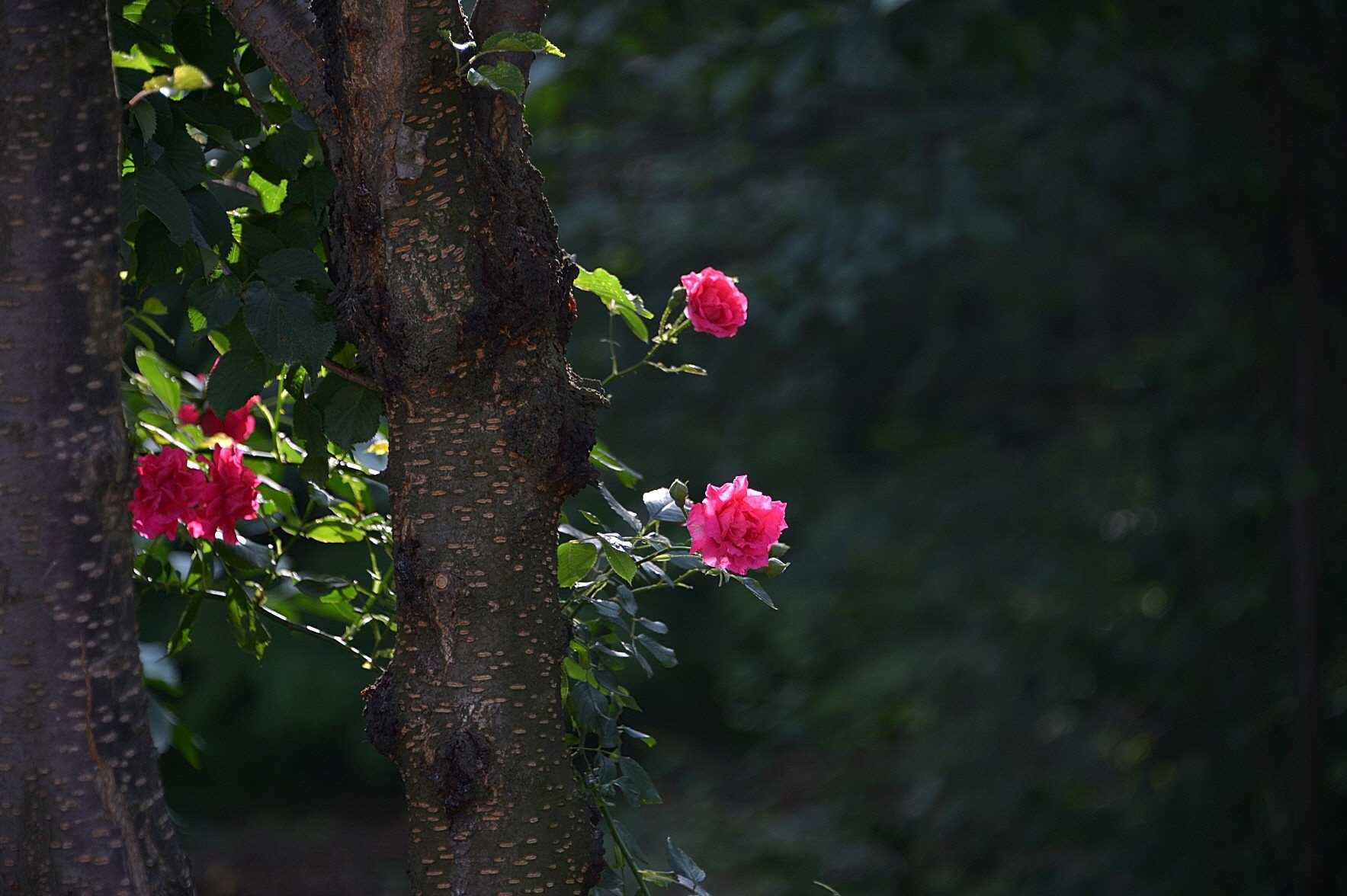 DSC_1404.JPG : 백만송이장미원