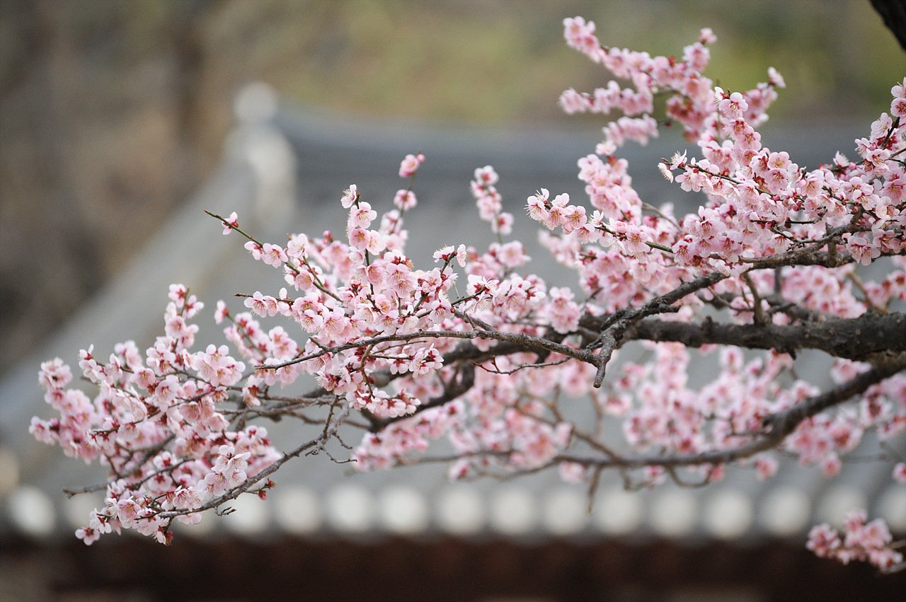 DSC_3172.jpg : 봄날 소경