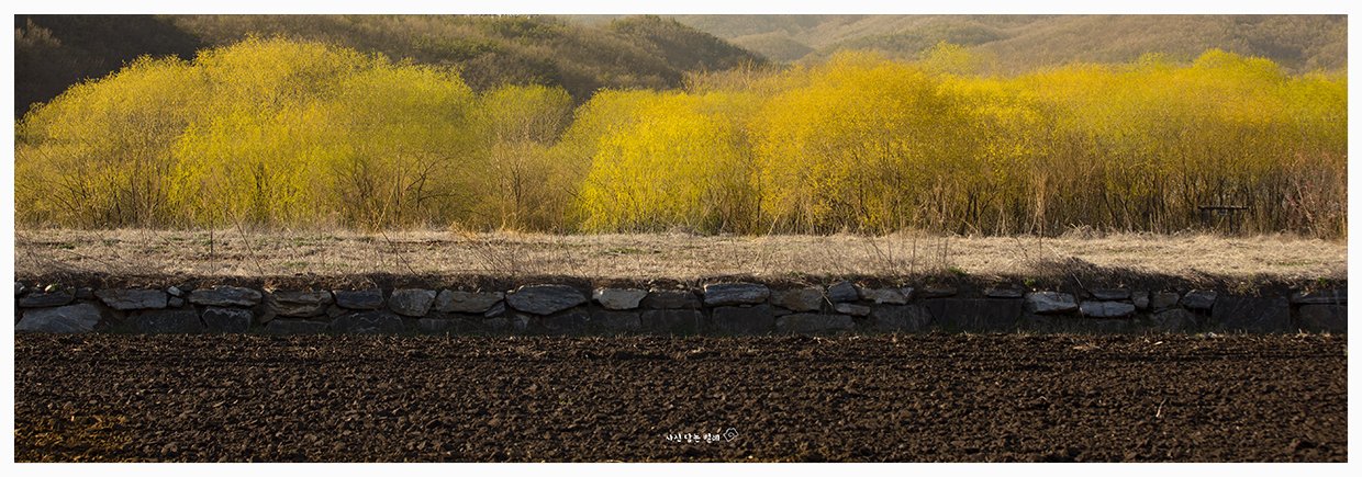 CE3A3315-2resize.jpg : 봄이 기억2