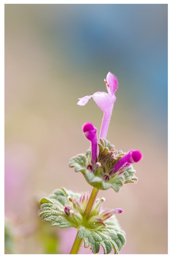 KWON1571-2030z-1.jpg : 광대나물