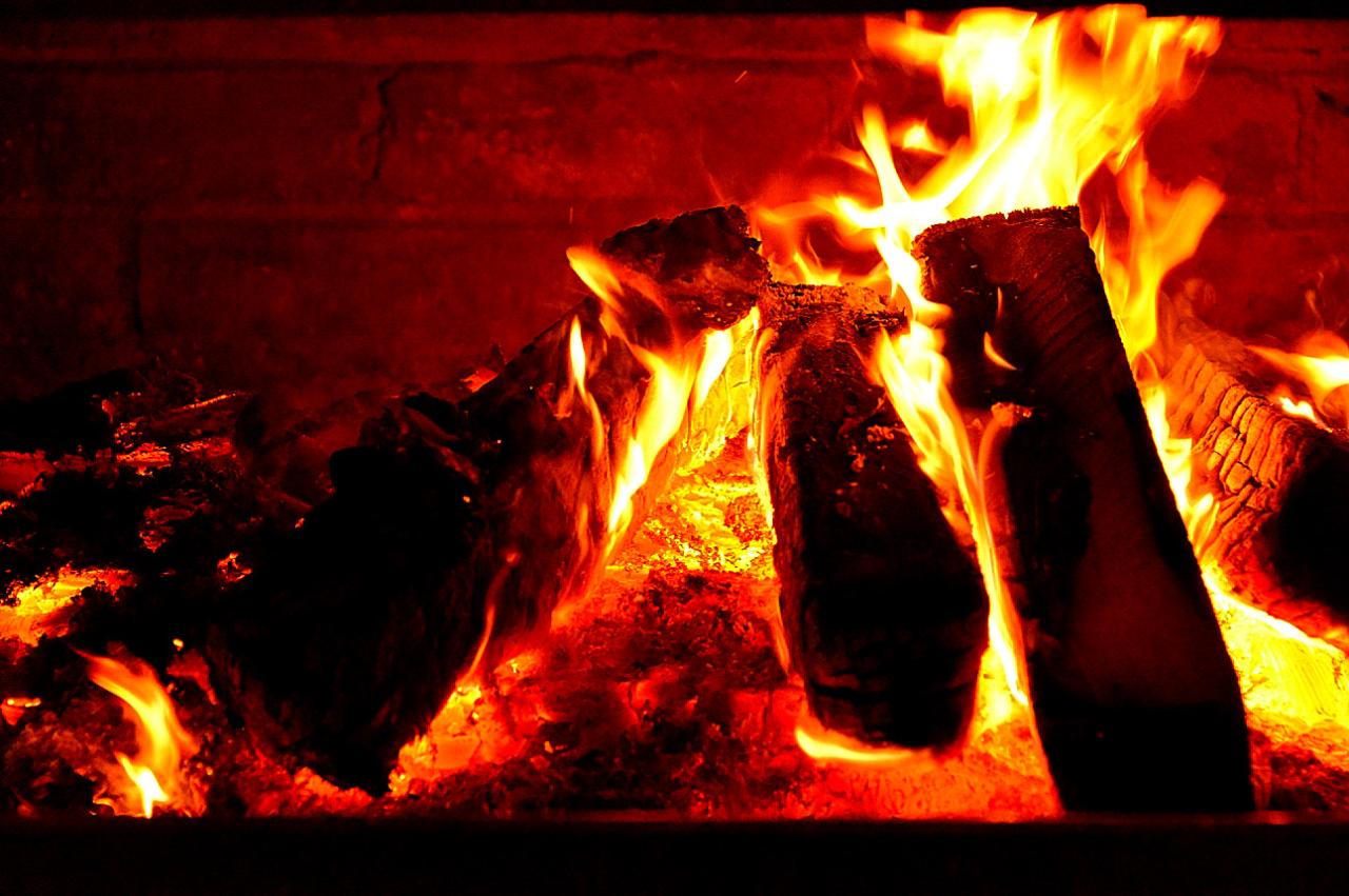 BandPhoto_5122537295.jpg : 불과 꽃