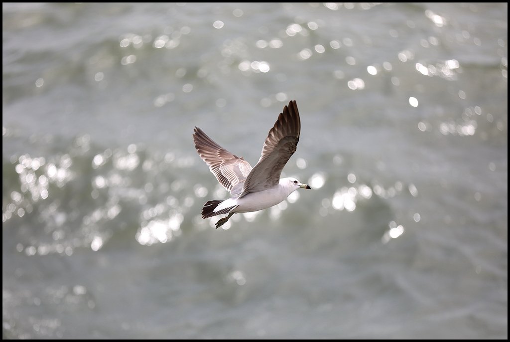 8U8A6366-1.jpg : Fly to the Saewookkang...