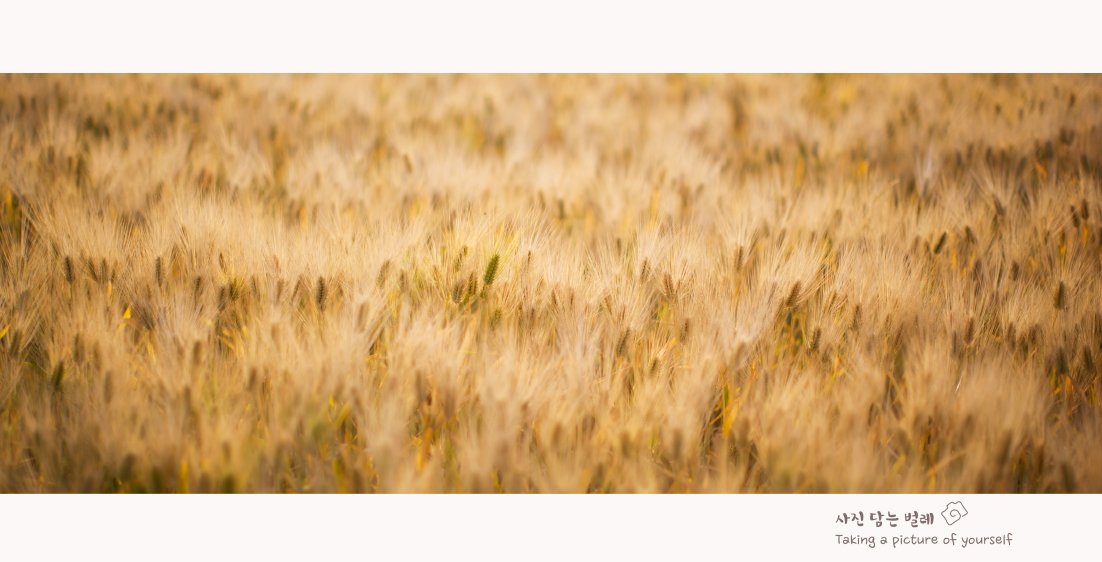 CE3A3175 resize.jpg : 보리