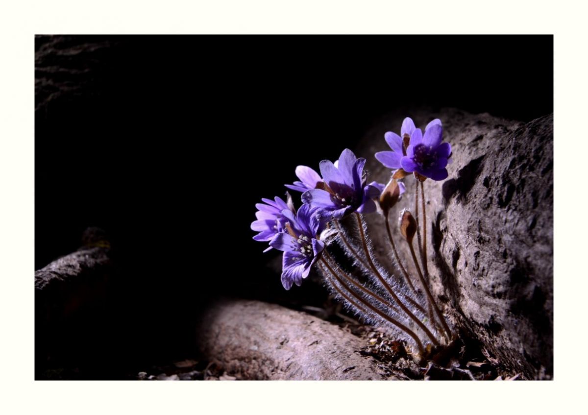 IMG_20160323_233828.jpg : 청노루귀 ~~