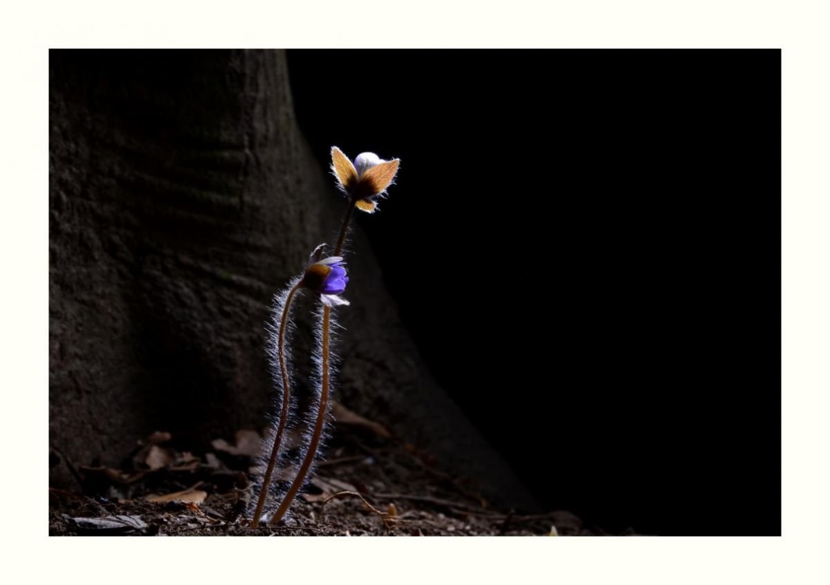 IMG_20160323_235429.jpg : 청노루귀 ~~