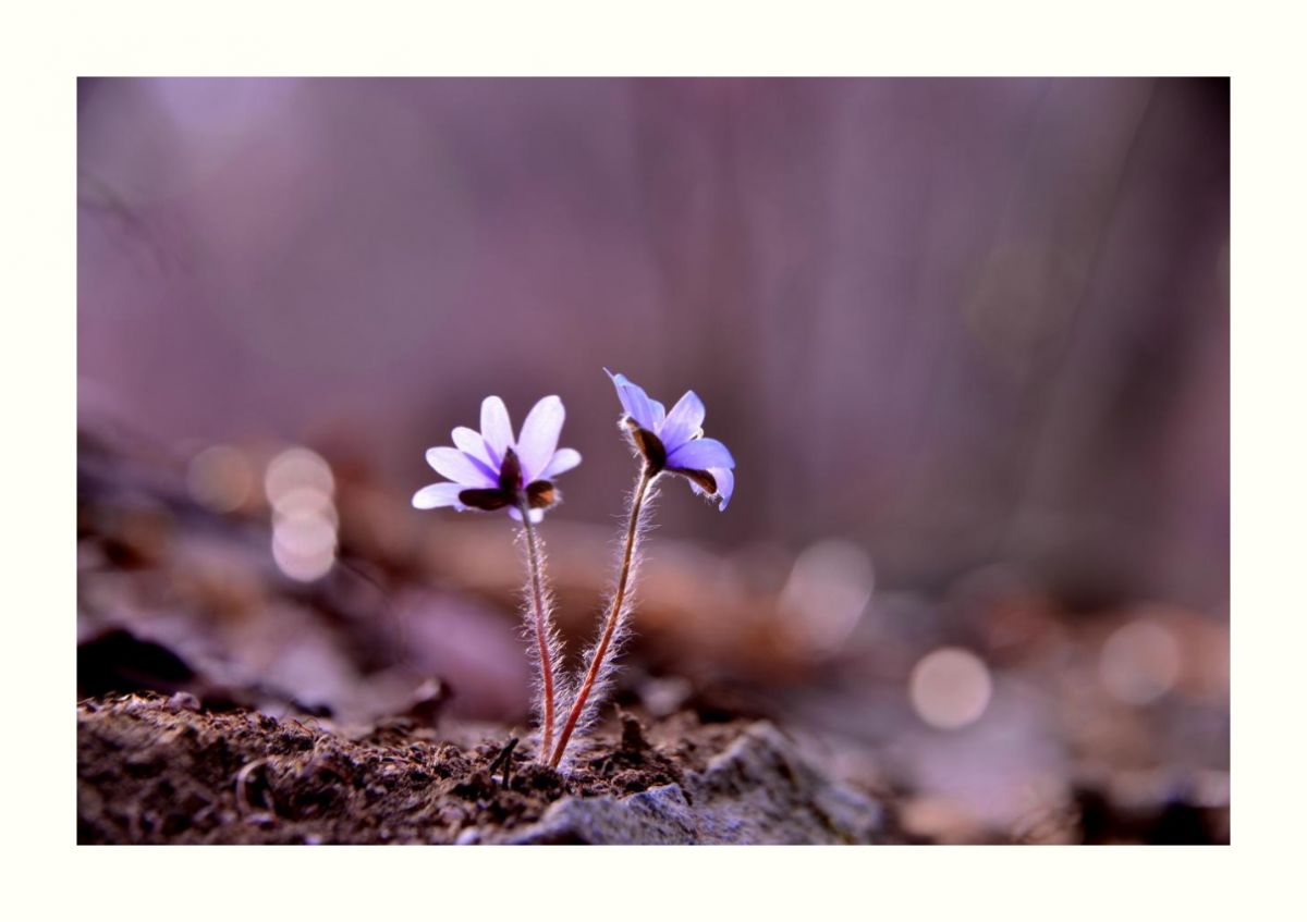 IMG_20160323_233931.jpg : 청노루귀 ~~