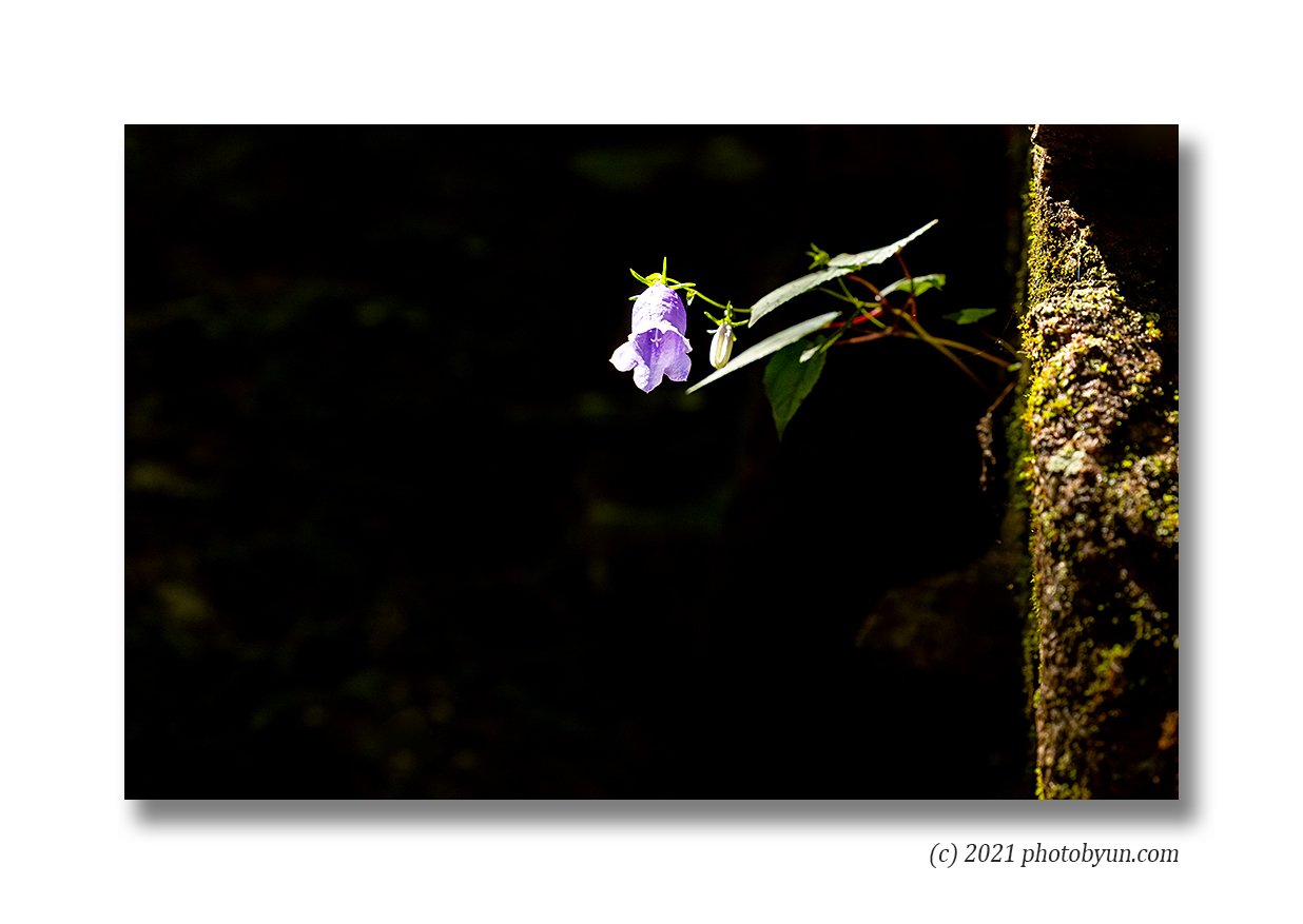 0P3A0654-편집.jpg : 금강초롱