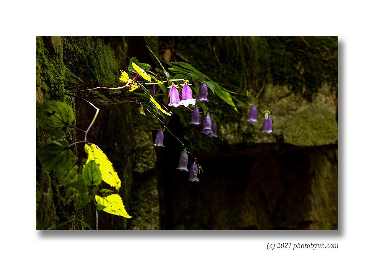 0P3A0563-편집.jpg : 금강초롱