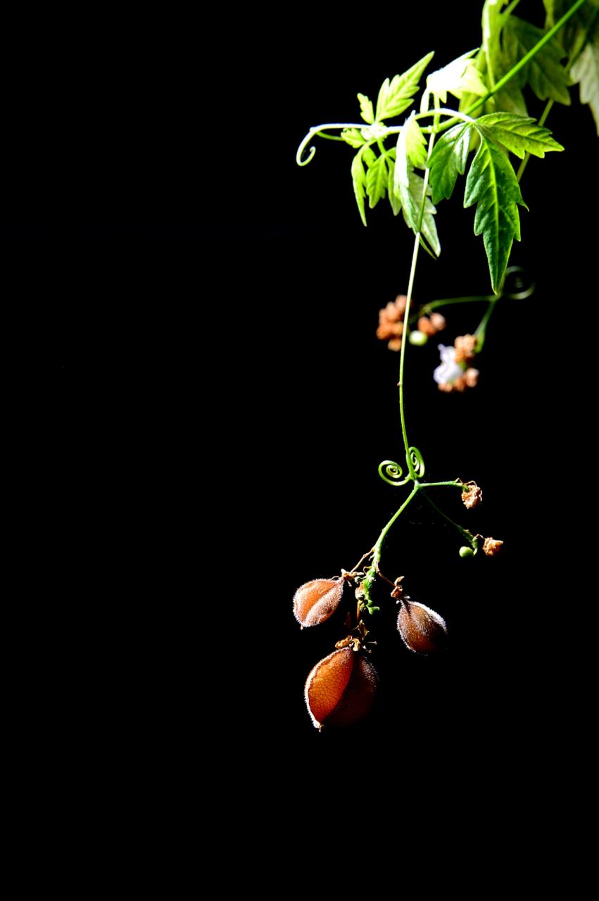 BandPhoto_5346527045.jpg : 꽈리 샷!