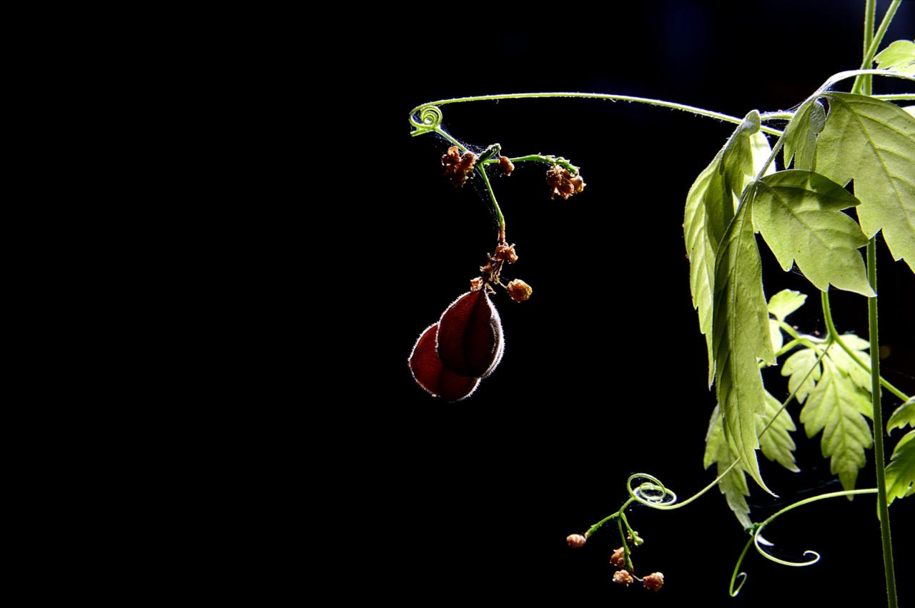 BandPhoto_5346527056.jpg : 꽈리 샷!