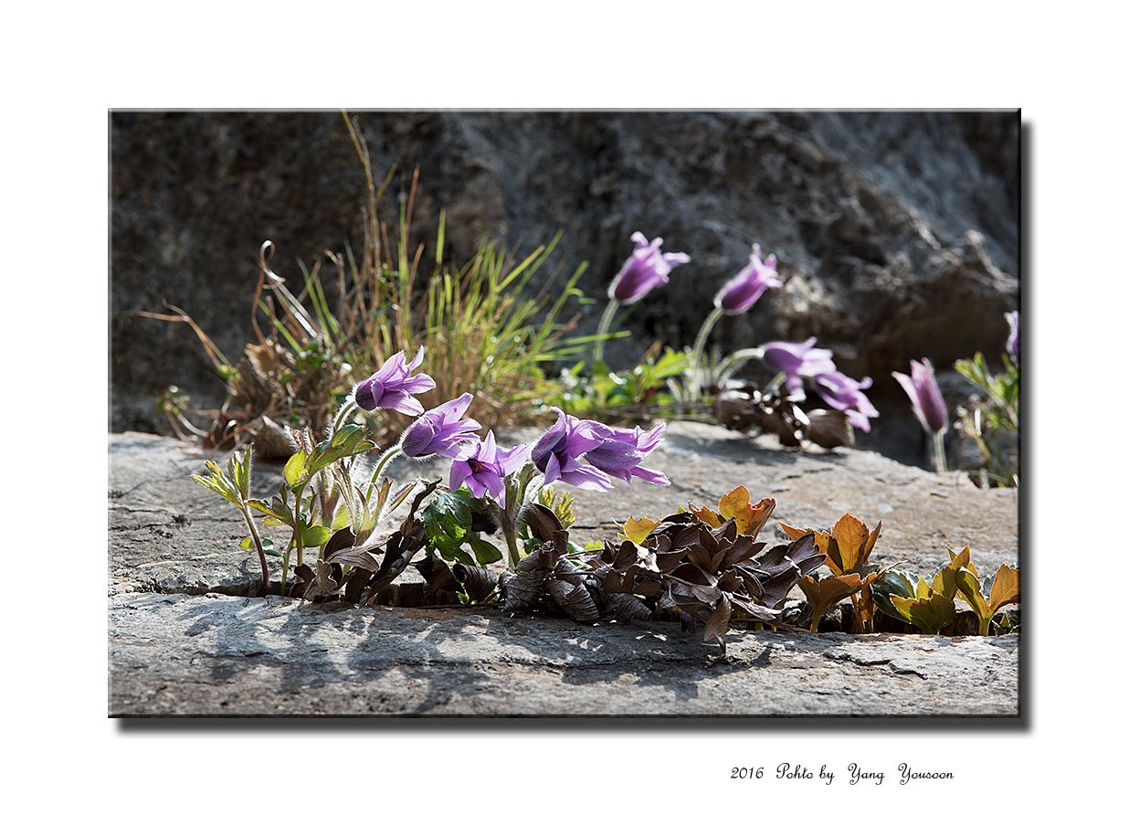 DSC_6230-1-r.jpg : 동강할미꽃