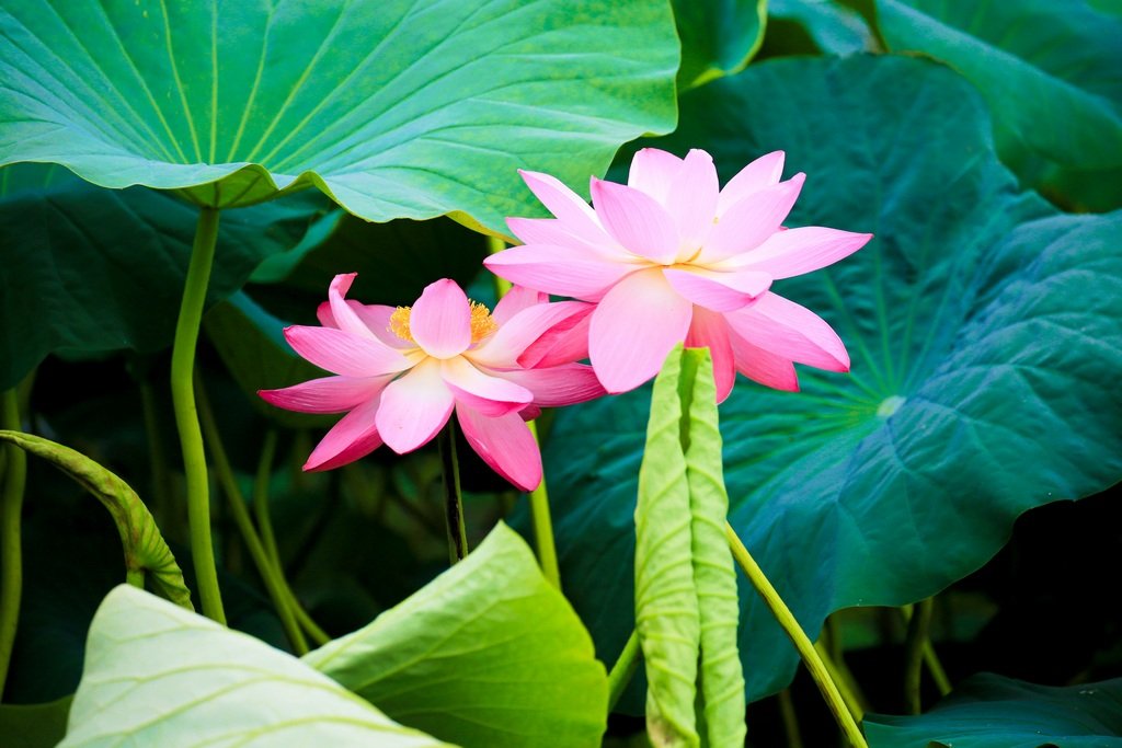 5K5A8023-20200702.jpg : 세미원