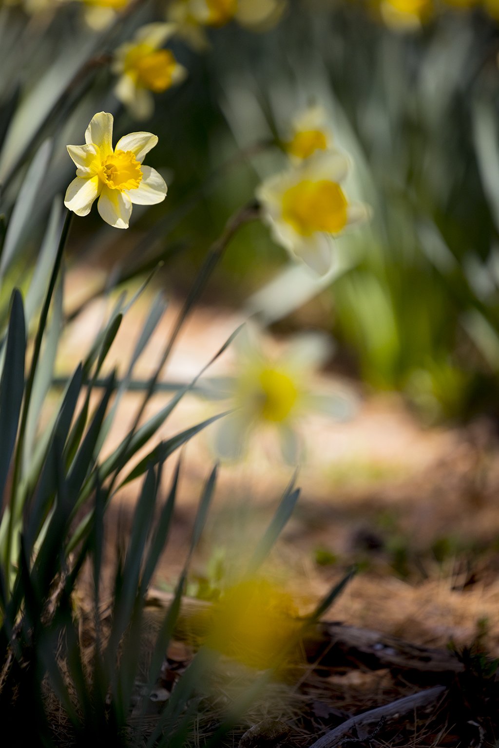 IMGL0456_1024.jpg : 수선화 IMGL0456_1024.jpg : 수선화