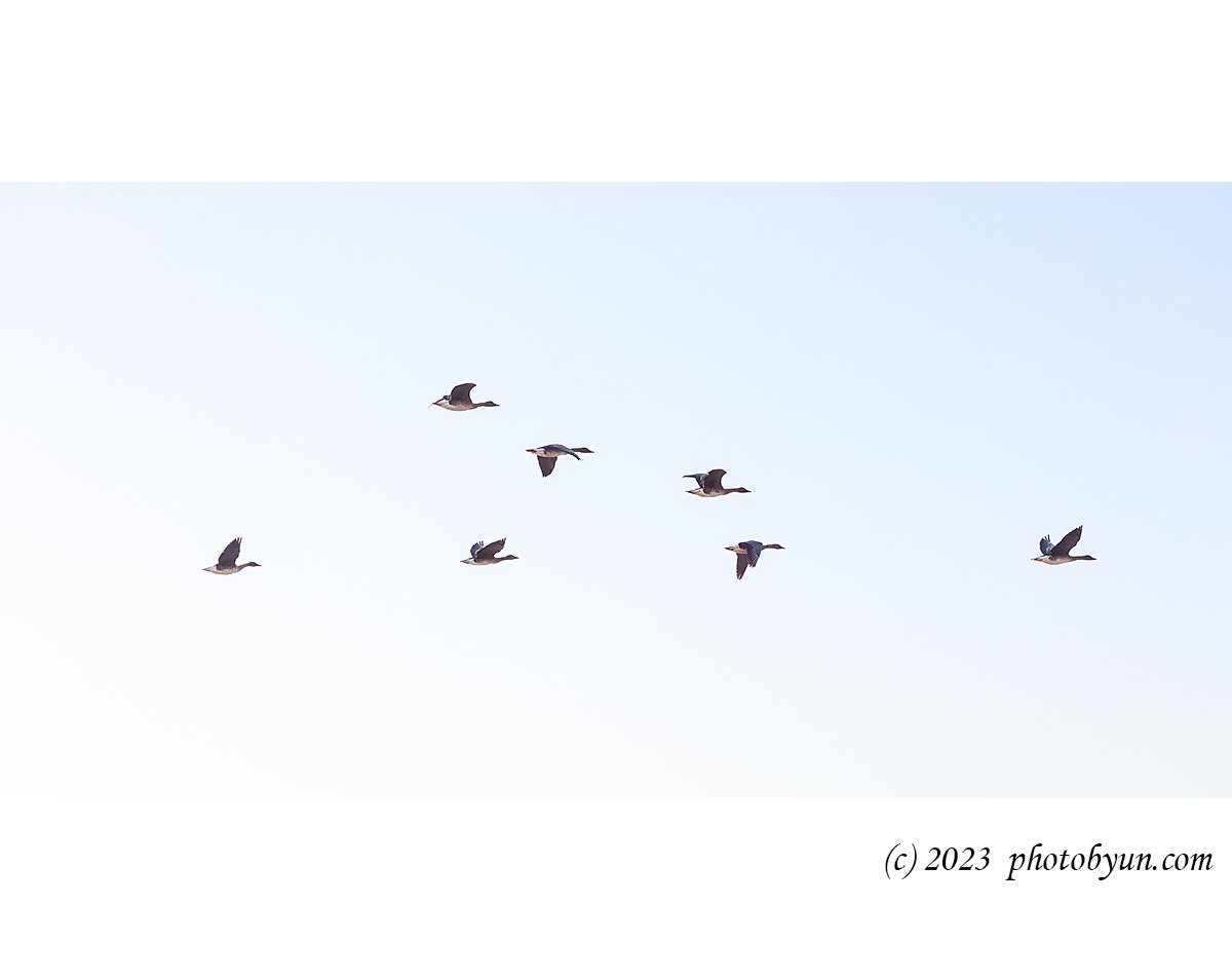 0P3A5672-편집.jpg : 고니의 비행