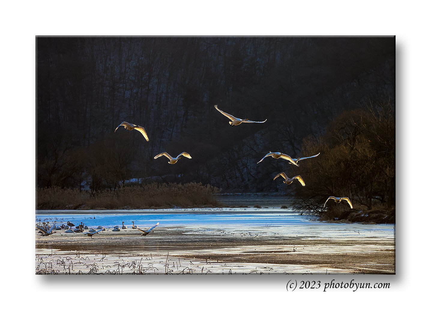 0P3A5649-편집.jpg : 고니의 비행