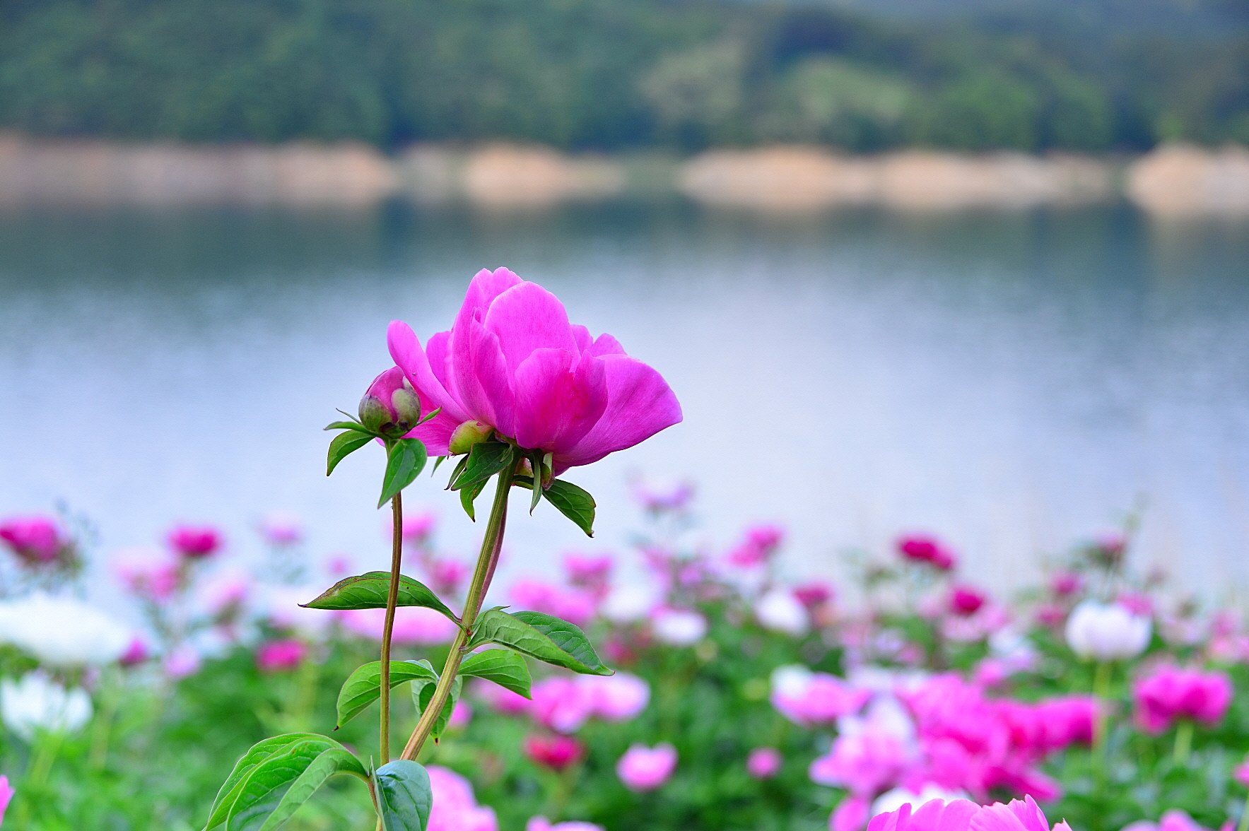 DSC_0053.JPG : 팡시온 작약(함박꽃)