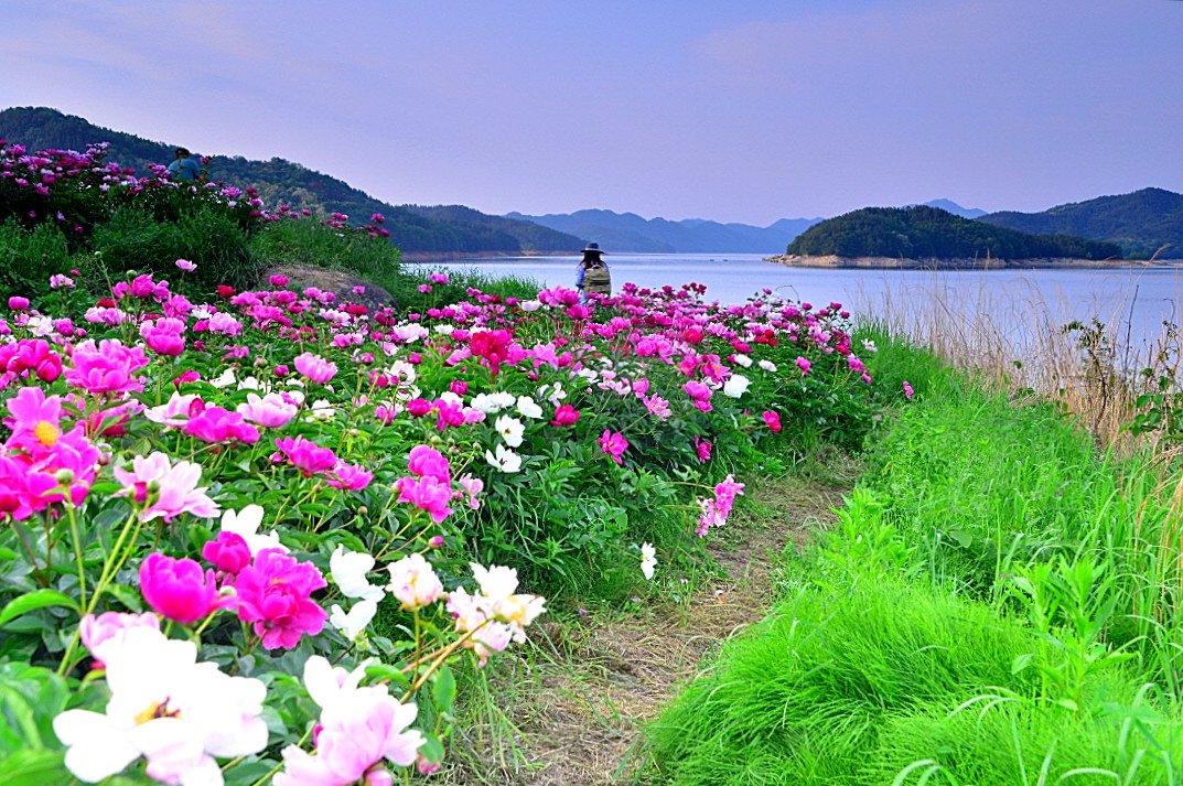 DSC_0035.JPG : 팡시온 작약(함박꽃)
