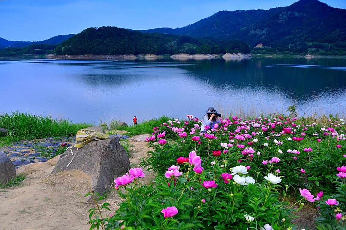 DSC_0068.JPG : 팡시온 작약(함박꽃)