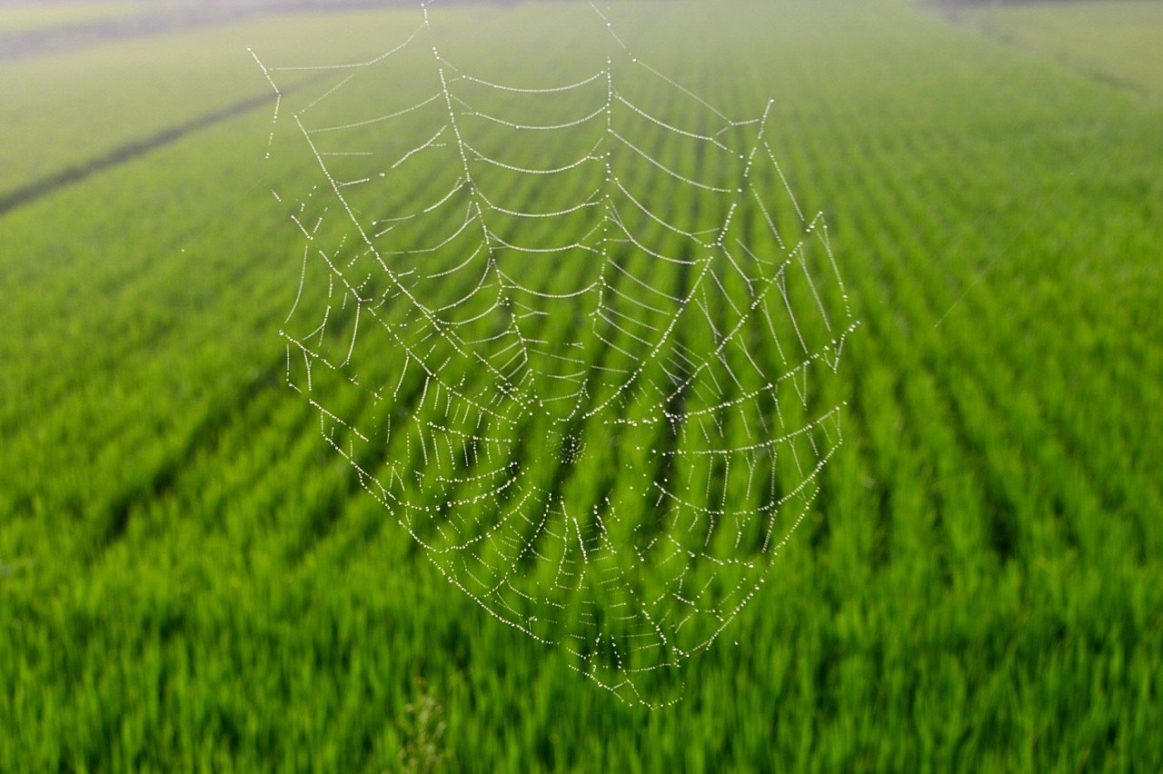 BandPhoto_9914257509.jpg : 보성에서