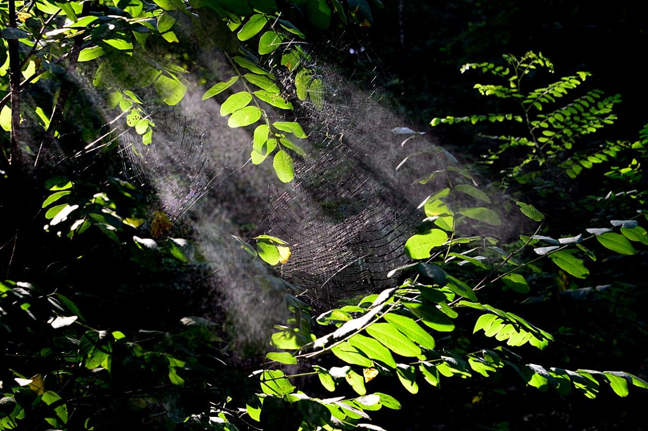 BandPhoto_6618130837.jpg : 아침빛처럼