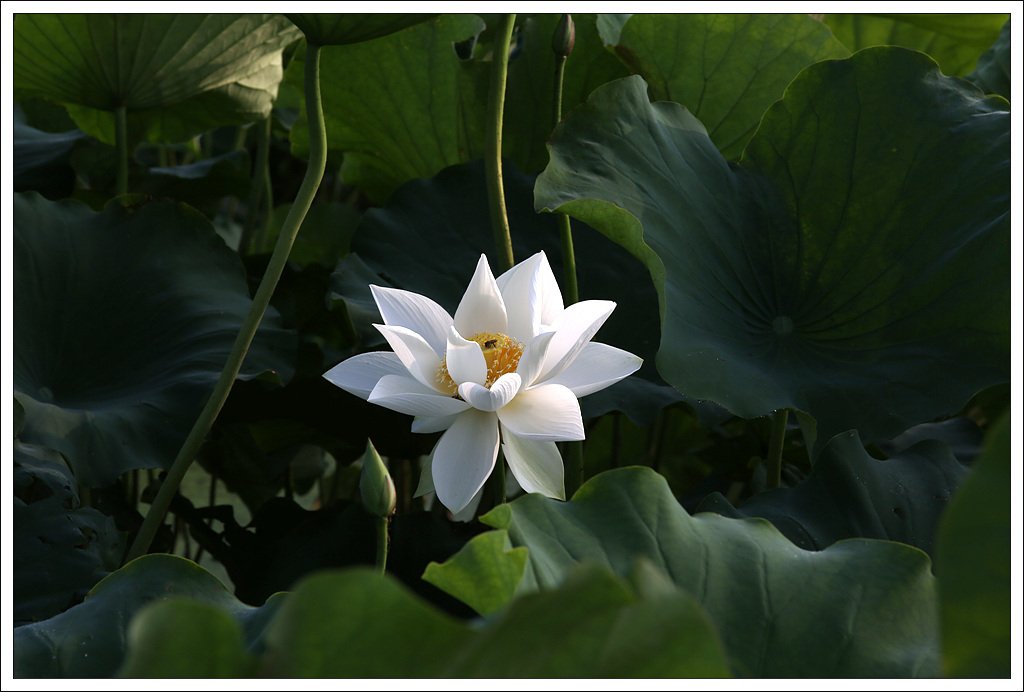 7C5C0060.jpg : 오랫만에 시흥관곡지 ...