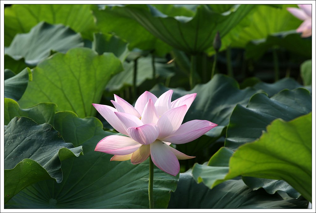 7C5C0074.jpg : 오랫만에 시흥관곡지 ...