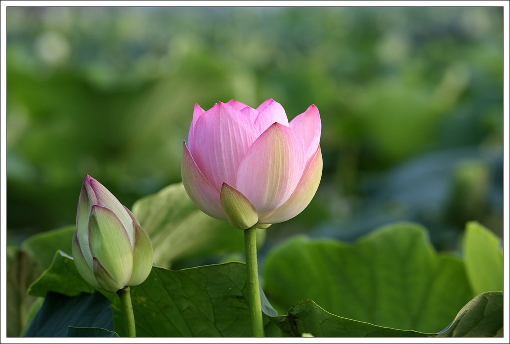 7C5C0047.jpg : 오랫만에 시흥관곡지 ...