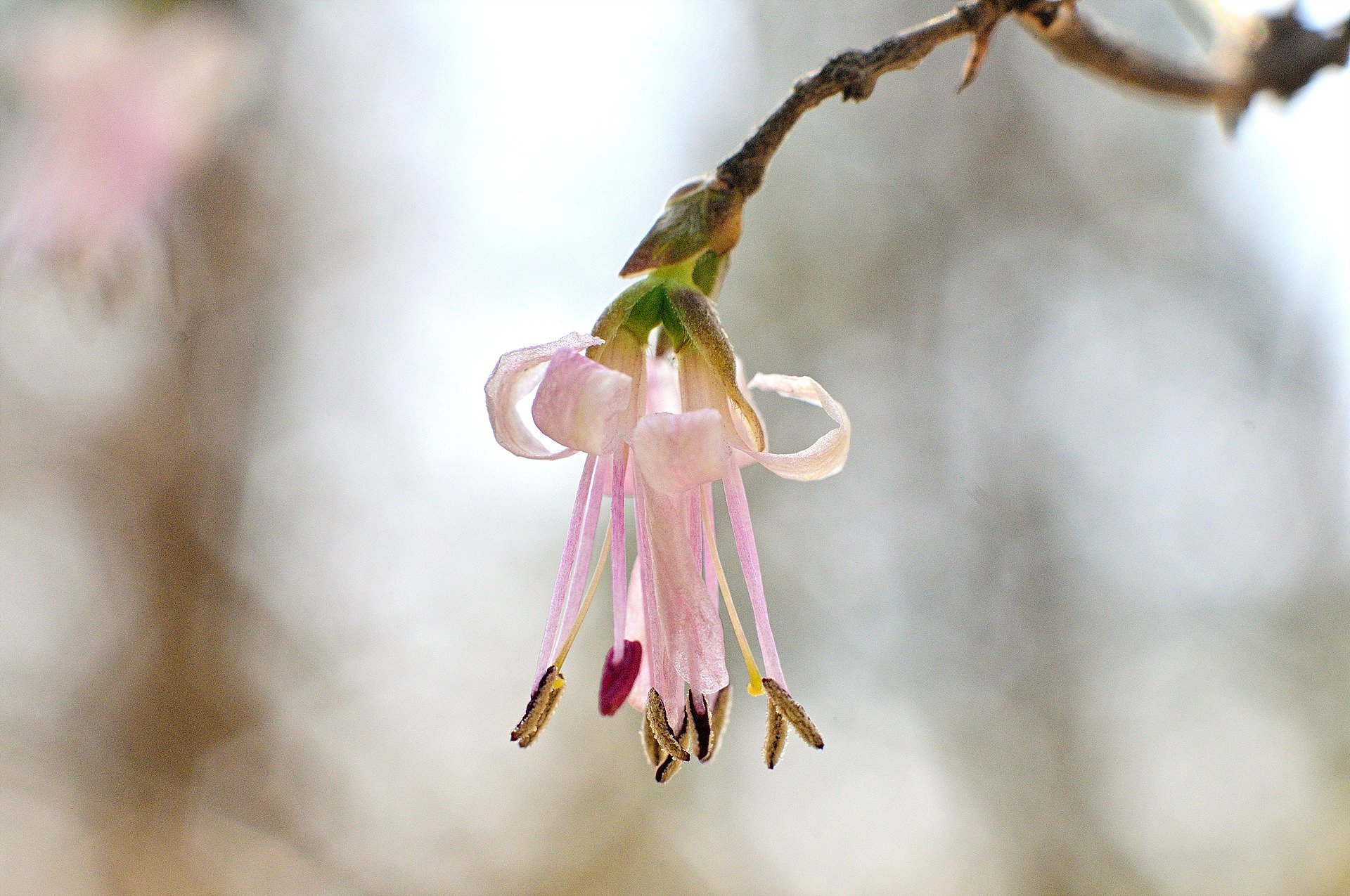 _DSC5438_1.jpg : 물향기수목원의 올괴불나무꽃 _DSC5438_1.jpg : 물향기수목원의 올괴불나무꽃