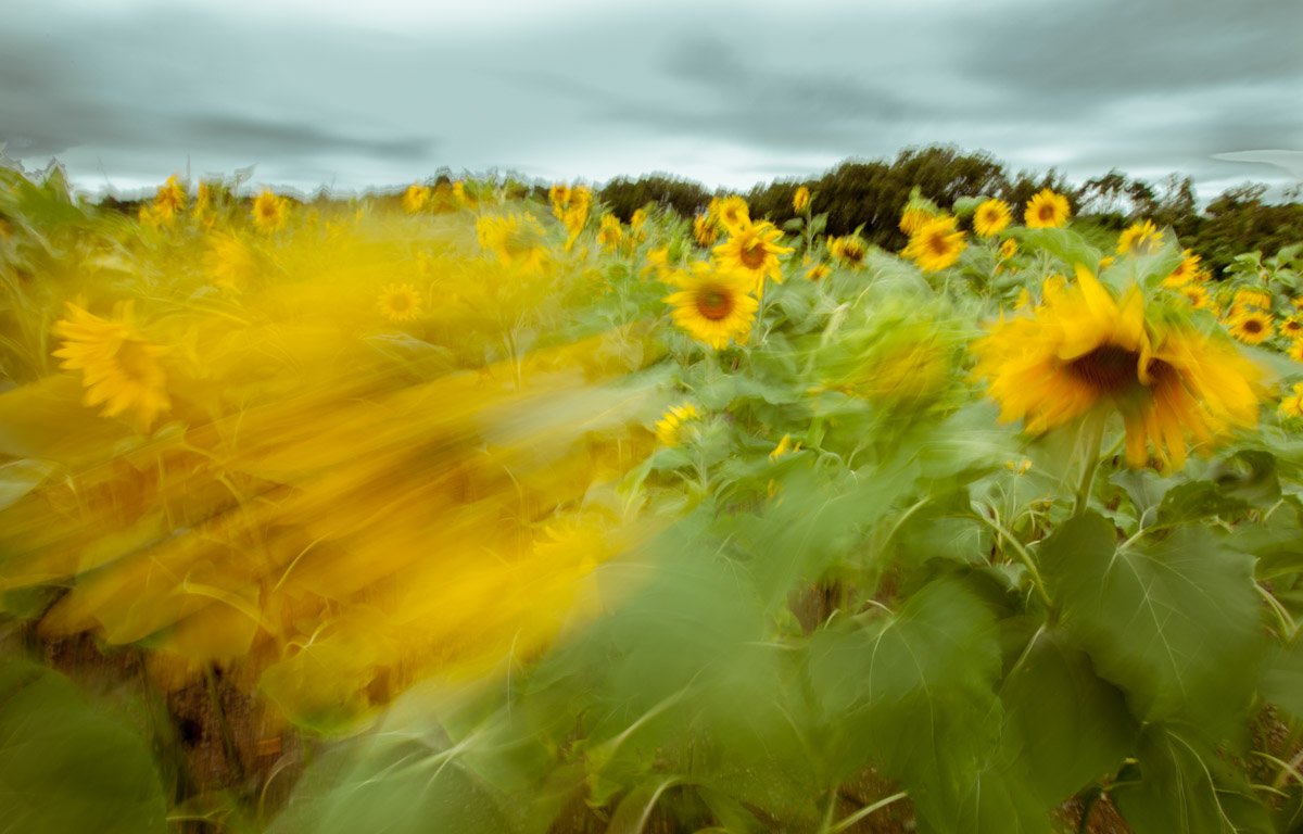 IMG_6694.jpg : 해바라기