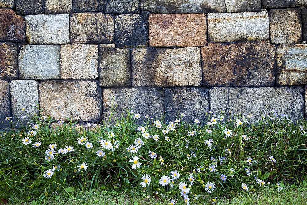 20190929-D55A0001-4.jpg : 성벽의꽃