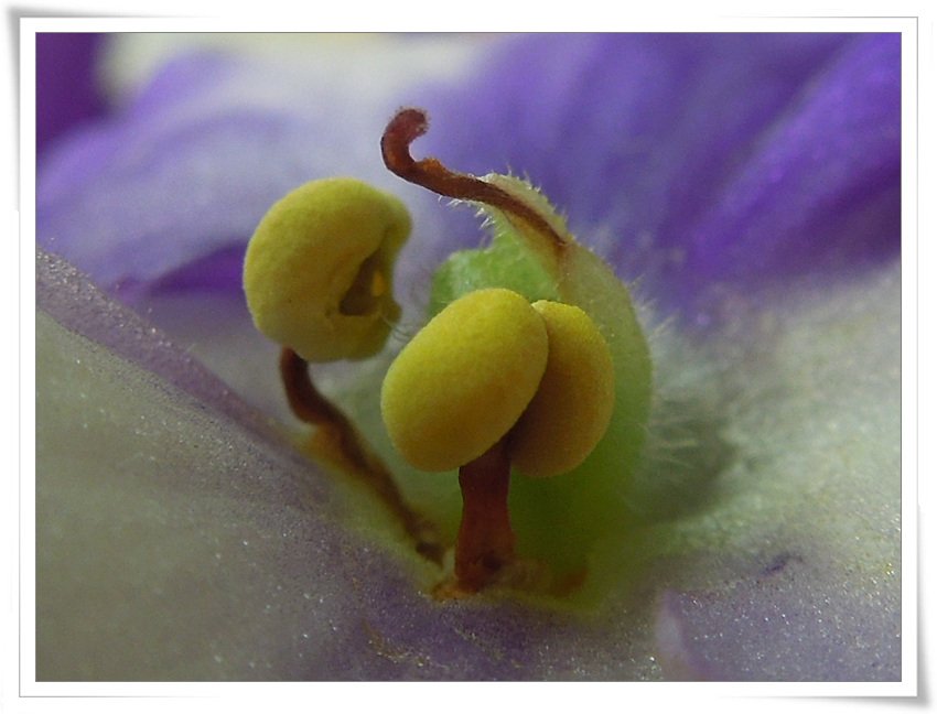 RSCN1569.jpg : 제라늄꼿의 속살