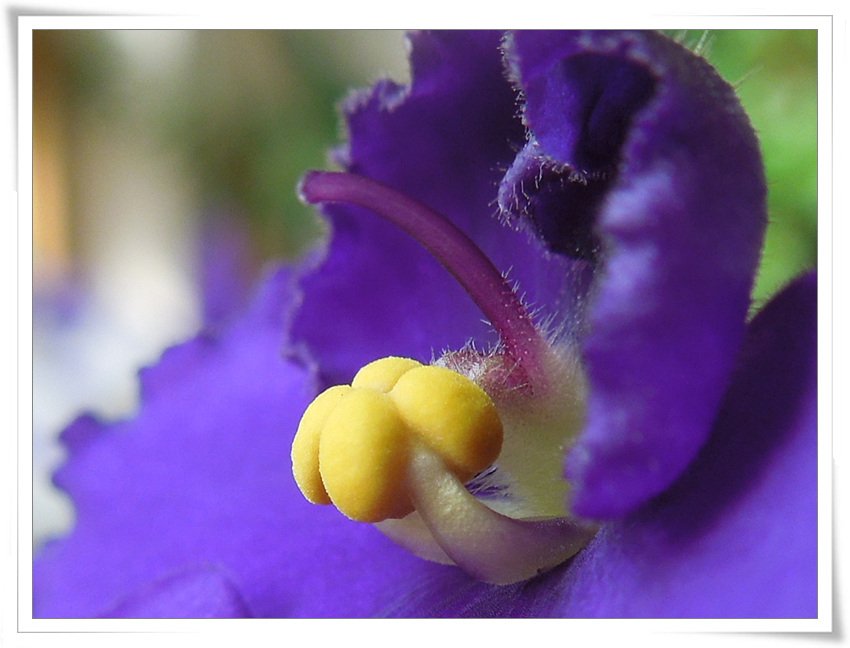 RSCN1582.jpg : 제라늄꼿의 속살