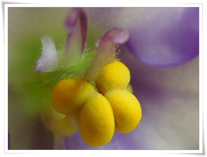 RSCN1598.jpg : 제라늄꼿의 속살