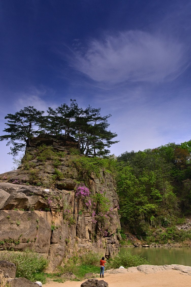 DSC_7251.JPG : 고석정에 핀 수달래