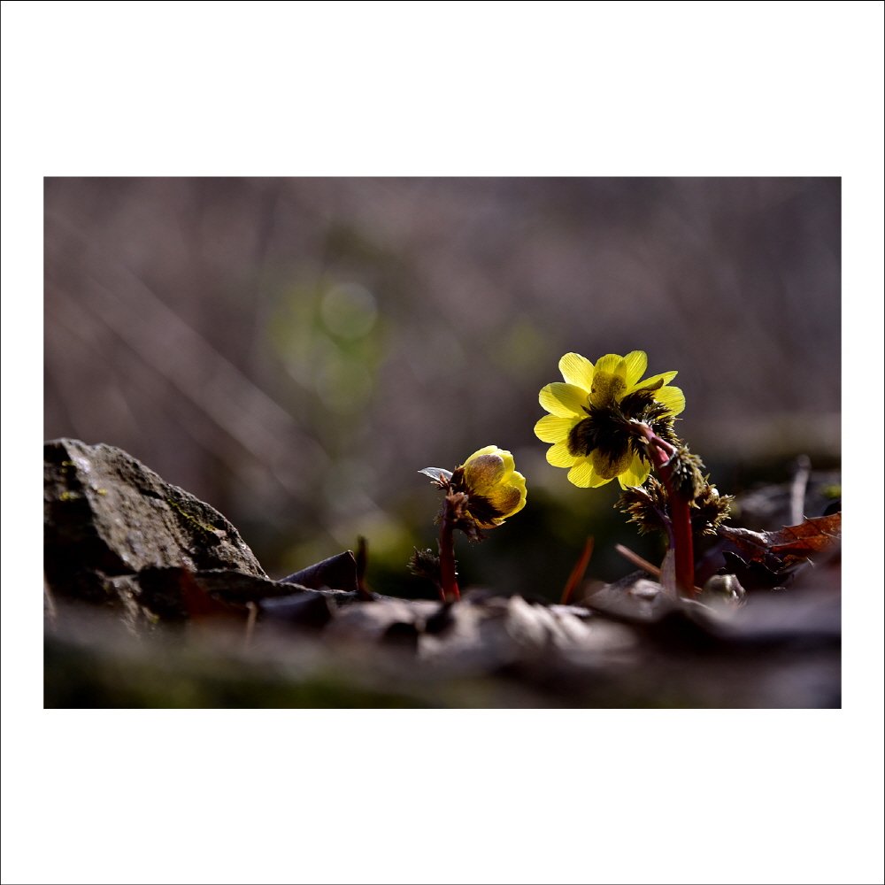 크기변환_DSC_5427.jpg : 복수초와의 데이트