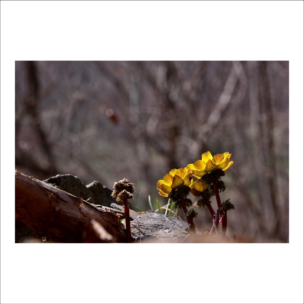 크기변환_DSC_5370.jpg : 복수초와의 데이트